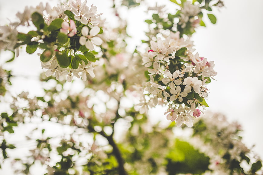 White apple blossoms on branches with soft bokeh background