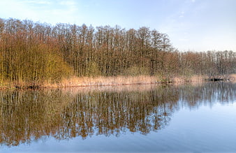 Serene Lake Reflection of Bare Forest Trees in Autumn