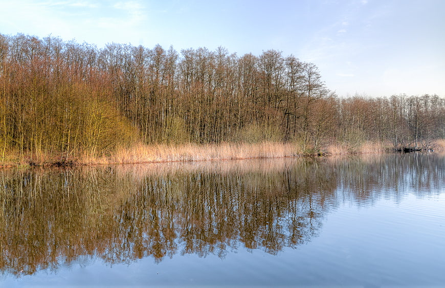 Serene Lake Reflection of Bare Forest Trees in Autumn