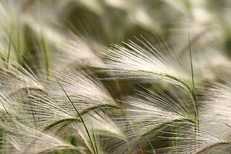 Close-up of feathery foxtail grass in sunlight