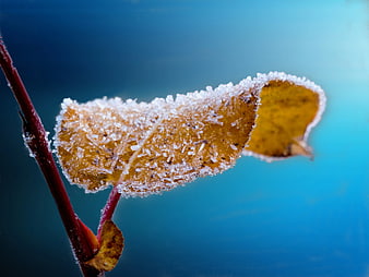 Frosty yellow leaf on red stem against blue background
