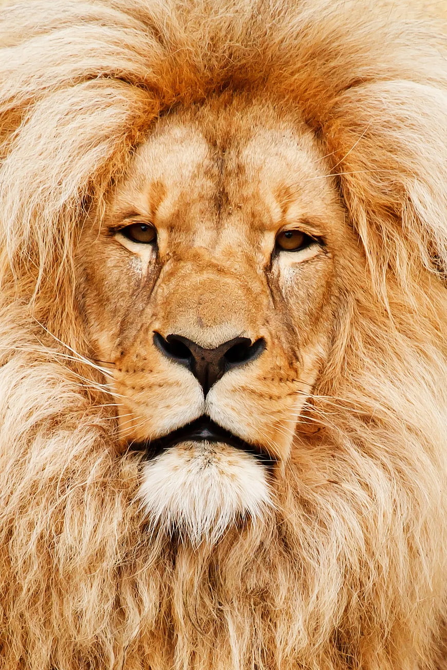 Close-up Portrait of Majestic Male Lion Face