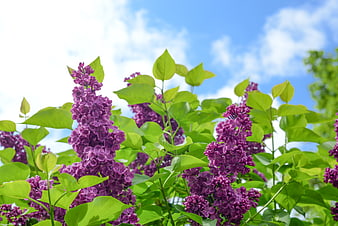 Vibrant Purple Lilac Flowers Against Blue Sky