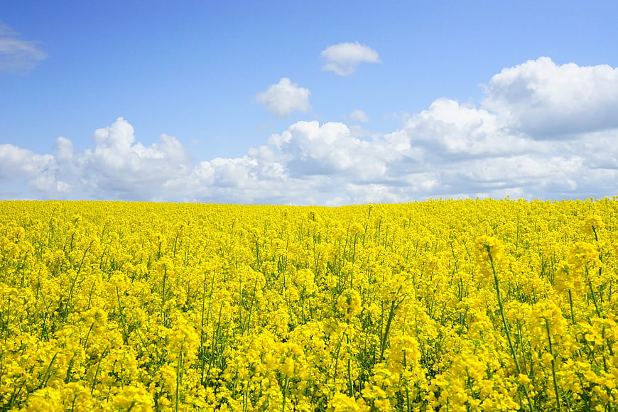 Vibrant Yellow Canola Field Under Blue Sky with Clouds