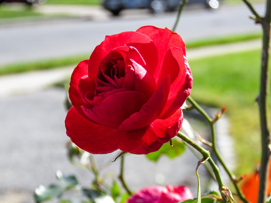 Vibrant Red Rose Close-Up in Sunlight