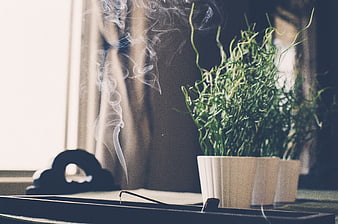 Burning incense stick with smoke and green plant