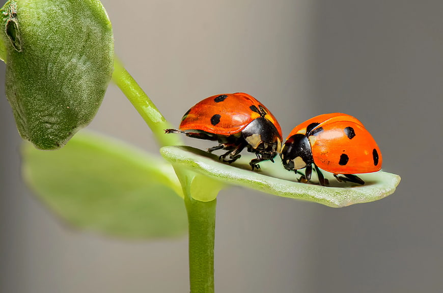 Two Ladybugs on a Green Leaf Macro Photography