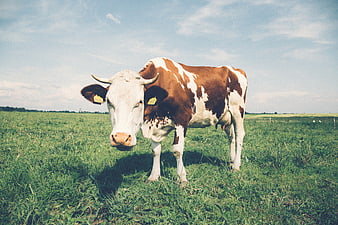 Brown and white cow standing in green pasture
