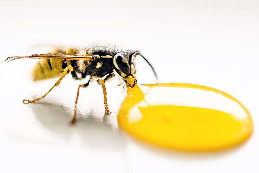 Macro shot of wasp drinking honey on white background