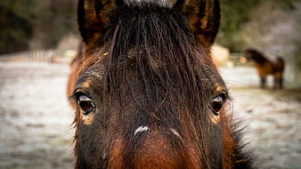 Close-up portrait of a brown horse face with expressive eyes