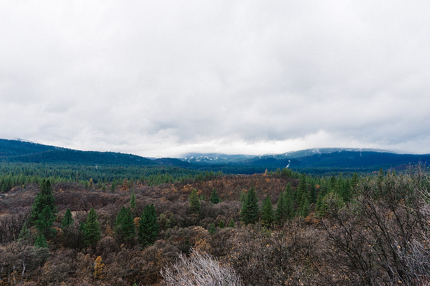 Misty mountain forest landscape with evergreen trees and overcast sky