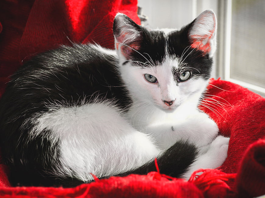Cute Black and White Kitten Resting on Red Blanket