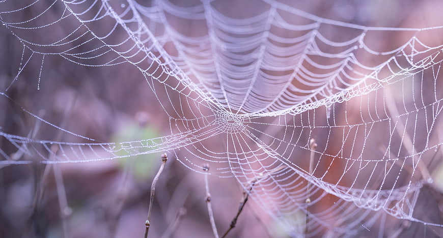 Close-up of Dewy Spider Web in Morning Light
