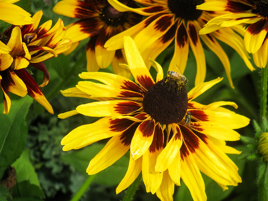 Close-up of Black-eyed Susan flowers with bees