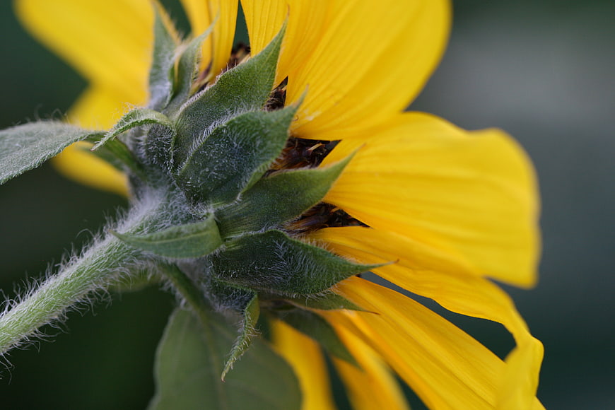 Close-up of a Sunflower Bud with Fuzzy Green Stem