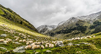 Flock of sheep grazing in a green mountain valley