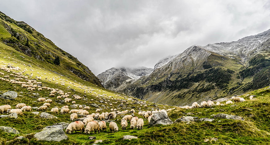 Flock of sheep grazing in a green mountain valley