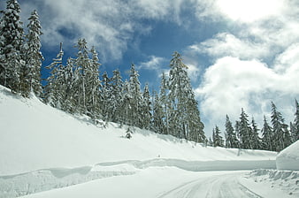 Snow-covered road winding through winter pine forest