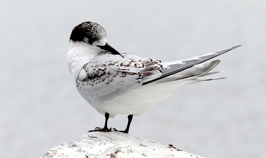 Arctic Tern Standing on Rock with Snowy Background
