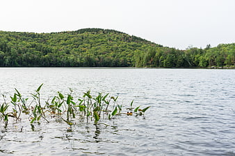 Serene Lake Landscape with Foreground Reeds and Forested Hills