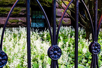 Black ornate iron fence with white flowers and green garden background