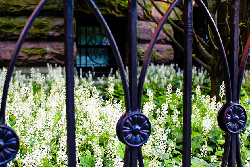 Black ornate iron fence with white flowers and green garden background