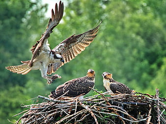 Osprey Parent Landing with Prey at Nest with Chicks