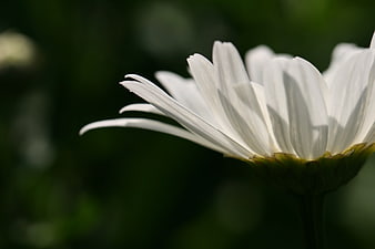 Close-up of white daisy petals against dark green background
