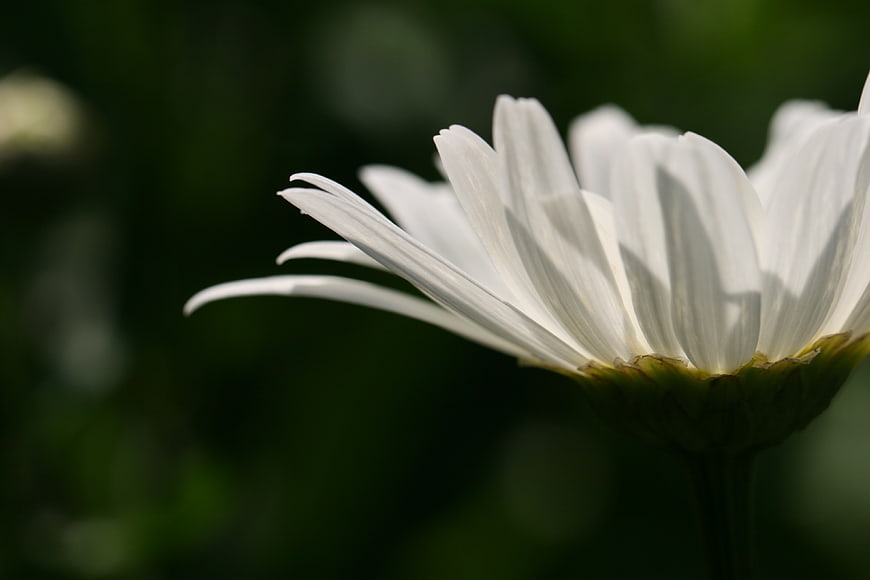 Close-up of white daisy petals against dark green background