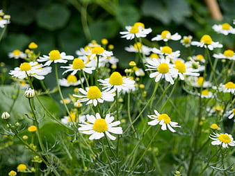 Close-up of white and yellow chamomile flowers in a garden