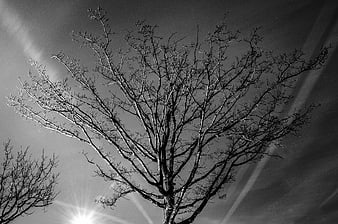 Black and white silhouette of bare tree branches against sky