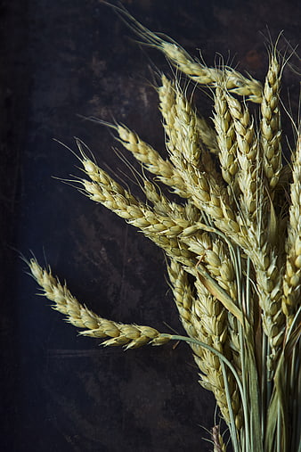 Golden Wheat Ears on Dark Textured Background