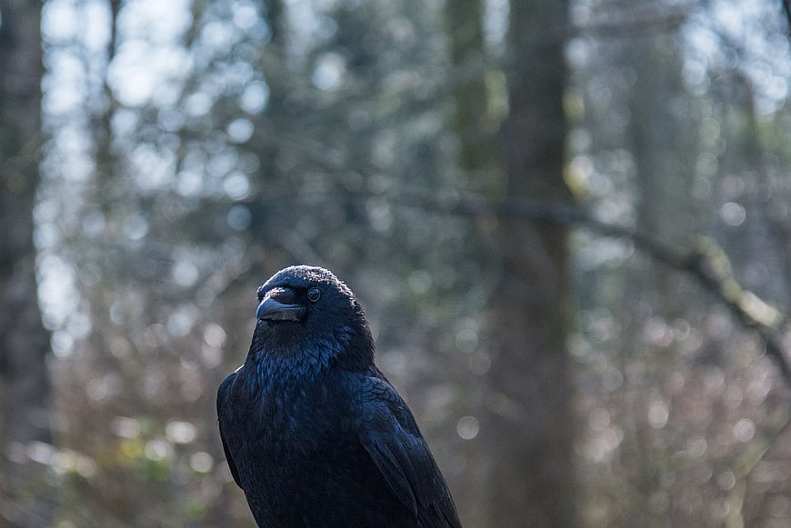 Close-up portrait of a black crow in a forest
