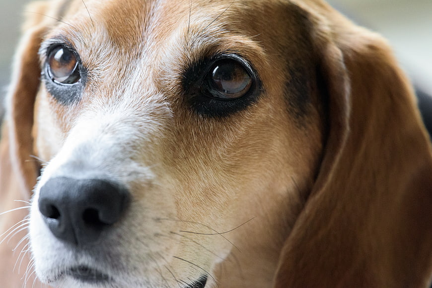 Close-up portrait of a beagle dog face with expressive eyes
