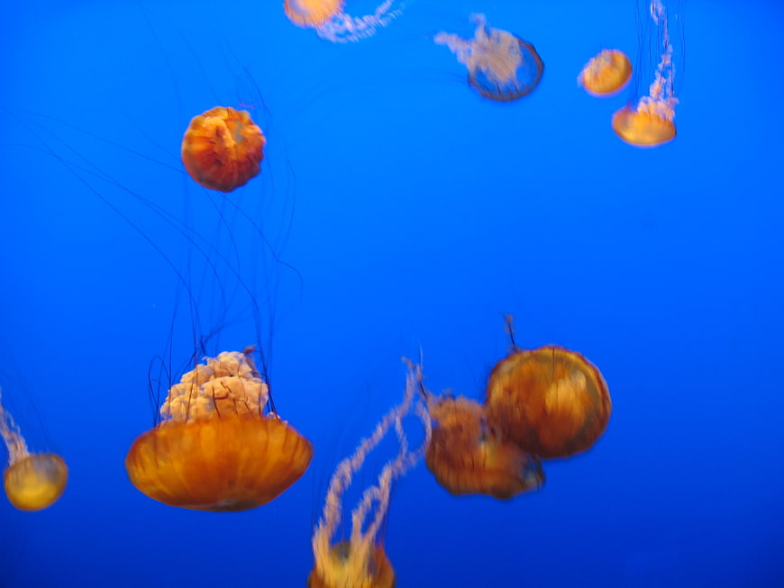 Orange Jellyfish Floating in Blue Aquarium Water