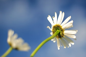 White Daisy Flower Against Blue Sky Background