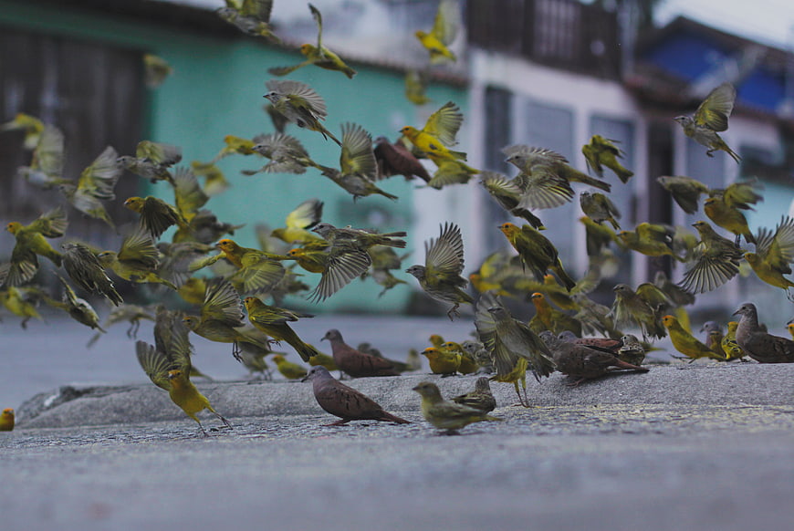 Flock of yellow canaries and pigeons flying on street