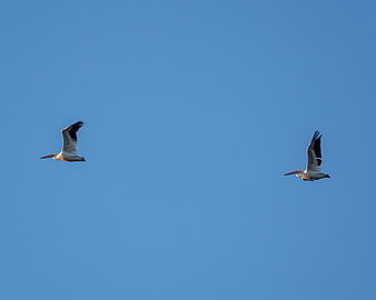 Two White Pelicans Flying in Blue Sky