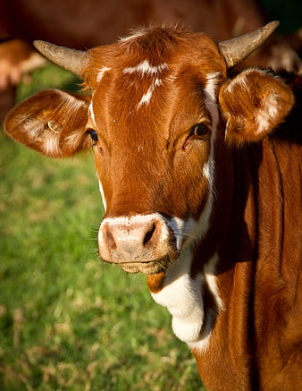 Close-up Portrait of Brown and White Cow in Pasture