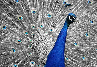 Blue Peacock with Monochrome Fan Display