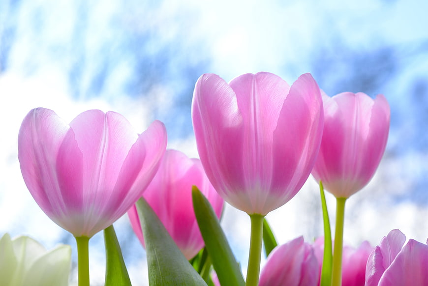 Pink Tulips Against Blue Sky and White Clouds