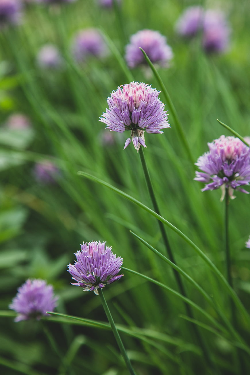 Close-up of purple chive blossoms in a garden
