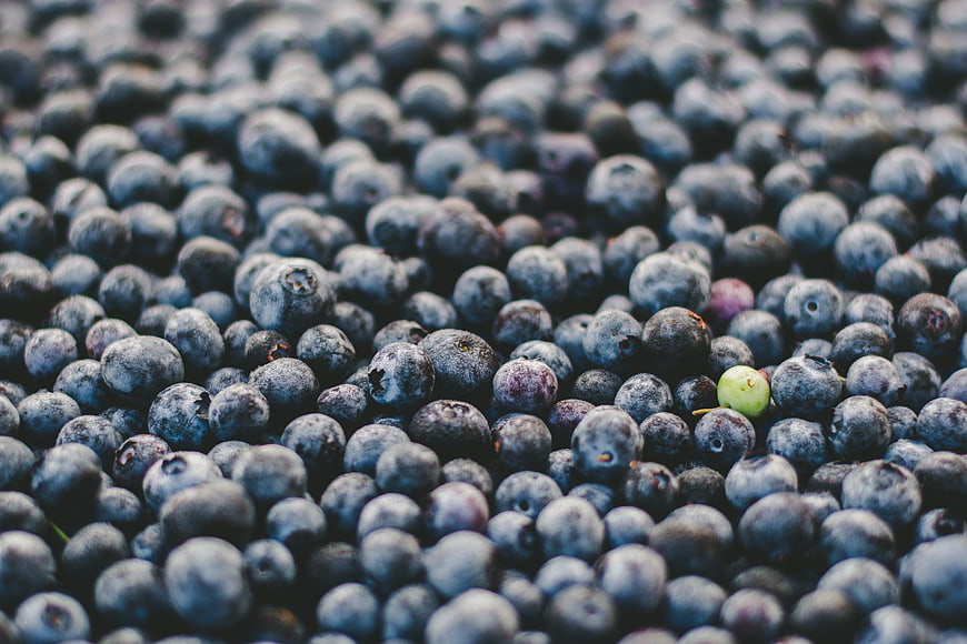 Close-up of fresh blueberries with one green berry