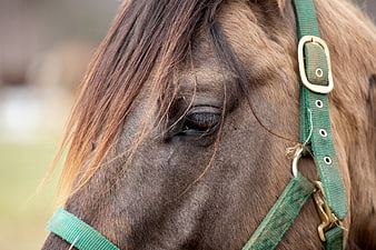 Close-up portrait of a brown horse eye with green halter
