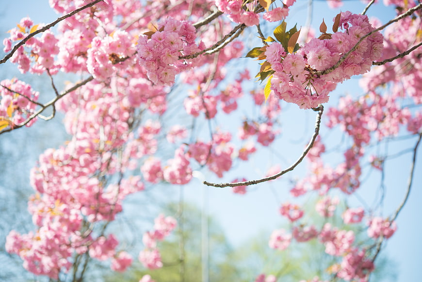 Pink cherry blossoms against a bright blue sky