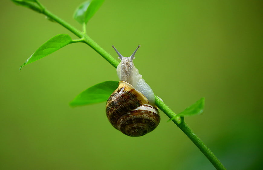 Close-up of a snail climbing a green plant stem