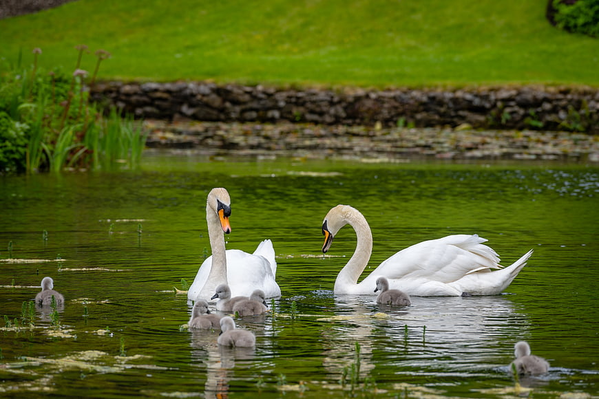 Mute swan family with cygnets swimming in green pond