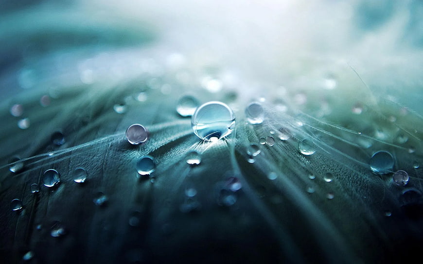 Macro Water Droplets on Blue Feather Texture