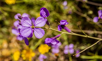 Close-up of purple wildflower in spring meadow