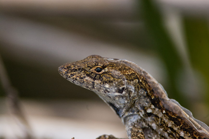Close-up of a brown lizard head with detailed scales